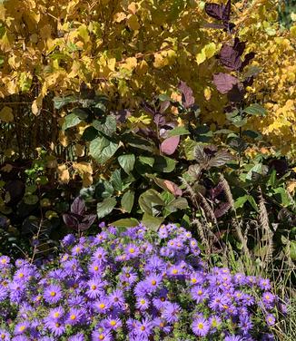 Aster oblongifolius 'Raydon's Favorite' 
