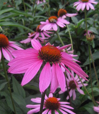 Echinacea purpurea 'Ruby Star' - Purple Coneflower 