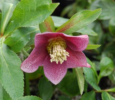Helleborus x Brandywine
