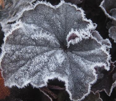 Heuchera x 'Obsidian' - Coral Bells (w/ frost)