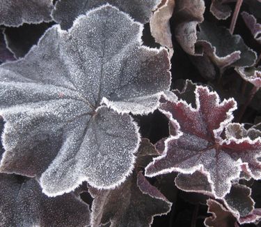 Heuchera x 'Silver Scrolls' - Coral Bells (w/ frost)