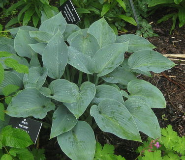 Hosta Halcyon (Bershire Arb)