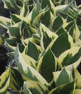 Superlouca Hosta Patriot Seeds – Fortunei Plantain Lily, Perennial, Hardy To Zone 2, Cream & Green
