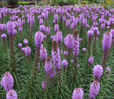 Liatris spicata Kobold - Gayfeather 