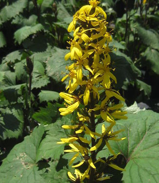 Ligularia stenocephala The Rocket