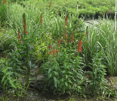 Lobelia cardinalis - Cardinal Flower (in our rain garden)
