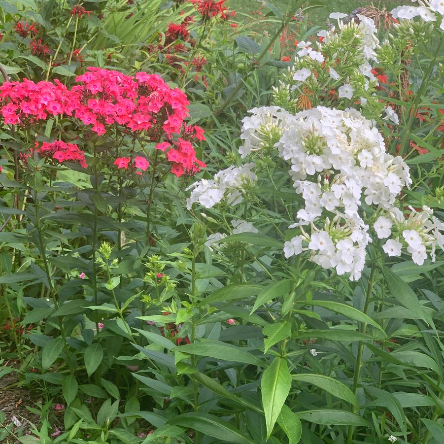 Phlox paniculata 'David' - Garden Phlox from Pleasant Run Nursery