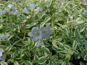 Polemonium reptans 'Stairway to Heaven' - Jacob's Ladder (Photo: North Creek Nurseries)