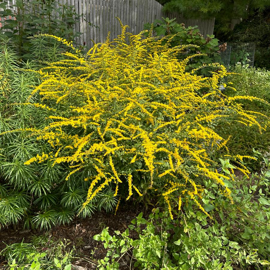 Solidago rugosa 'Fireworks' - Rough Stemmed Goldenrod