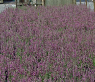 Teucrium chamaedrys 