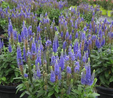 Veronica spicata Royal Candles