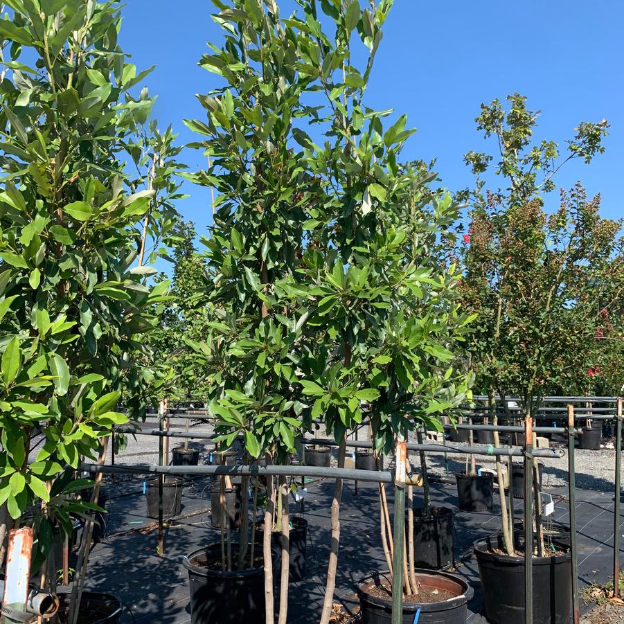 Magnolia virginiana 'Ned's Northern Belle' - Sweetbay Magnolia from Pleasant Run Nursery