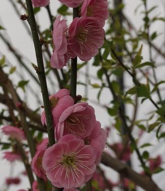 Prunus mume Peggy Clarke 