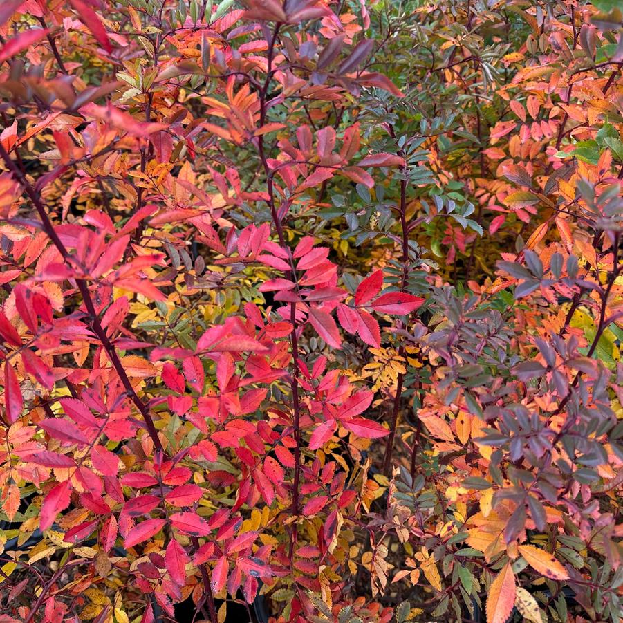 Rosa virginiana - Virginia Groundcover Rose from Pleasant Run Nursery