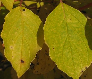 Cornus sanguinea 'Midwinter Fire' - Bloodtwig Dogwood (Fall color)