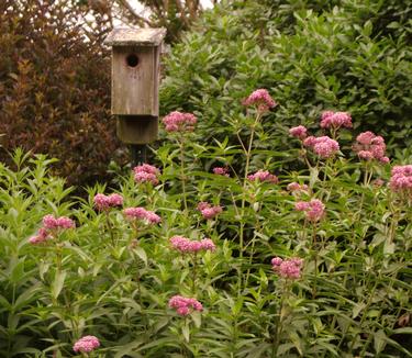 Asclepias incarnata - Swamp Milkweed