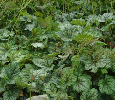 Heuchera americana Dale's Strain (@ Maine Bot Garden)