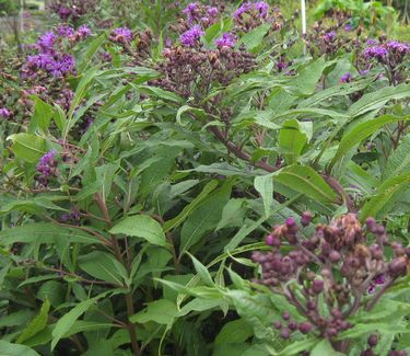 Vernonia noveboracensis