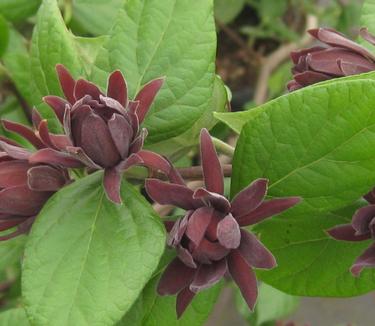 Calycanthus floridus Edith Wilder