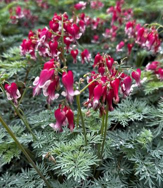 Dicentra x 'Fire Island' - Fringed Bleeding Heart from Pleasant Run Nursery