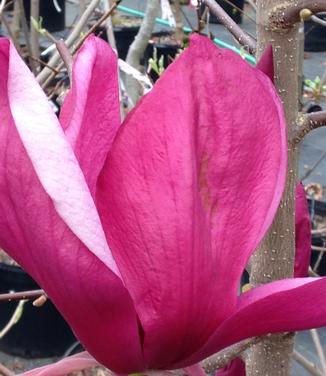 Magnolia x Purple Prince