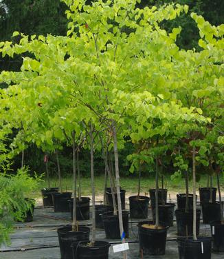 Cercis canadensis 