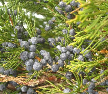Juniperus chinensis Hetzii Columnaris