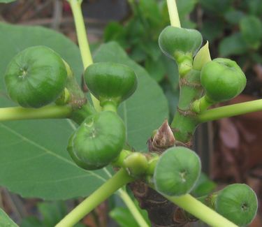 Ficus carica Brown Turkey