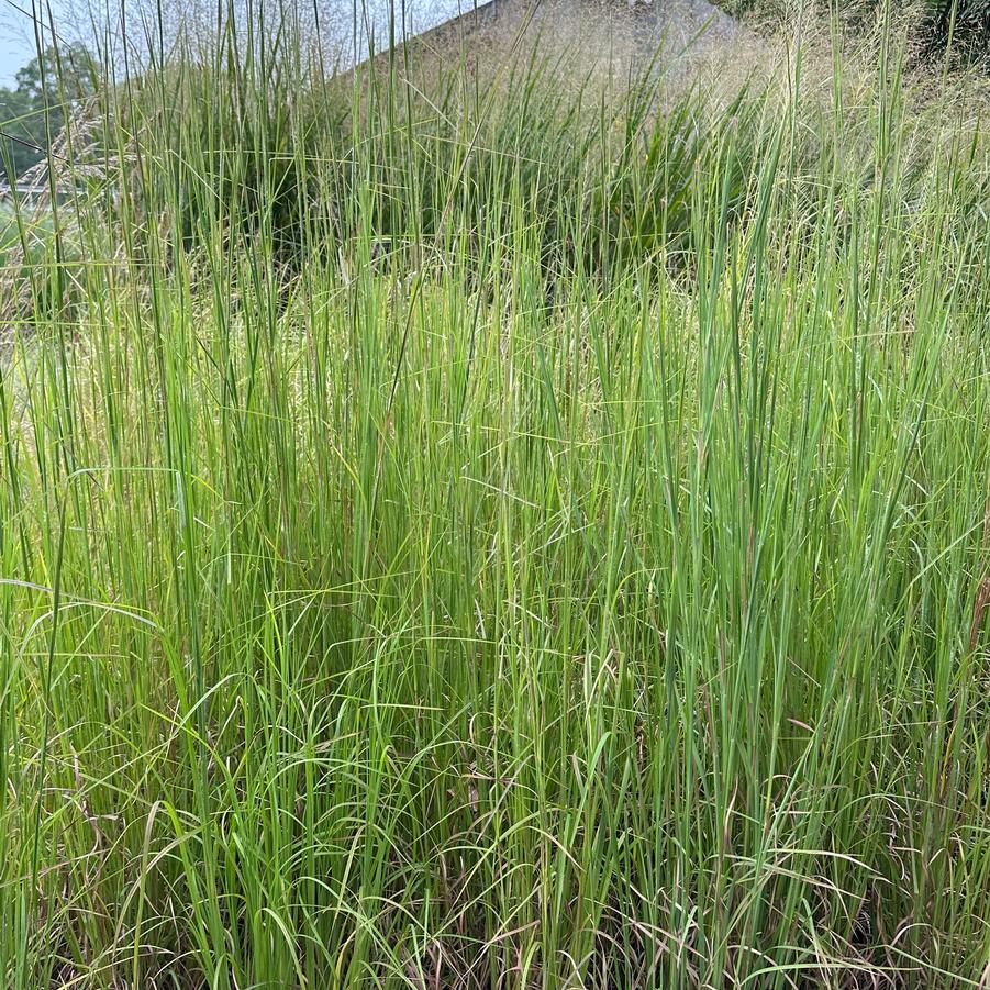 Andropogon virginicus - Broom-sedge/Beardgrass from Pleasant Run Nursery