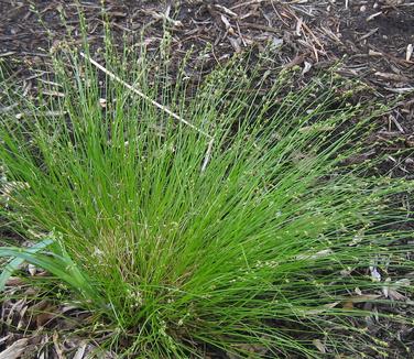Carex appalachica - Appalachian Sedge (@ Mt Cuba)