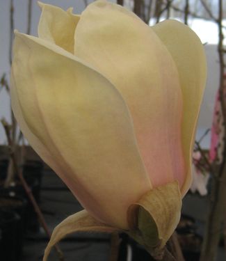 Magnolia x Yellow Lantern