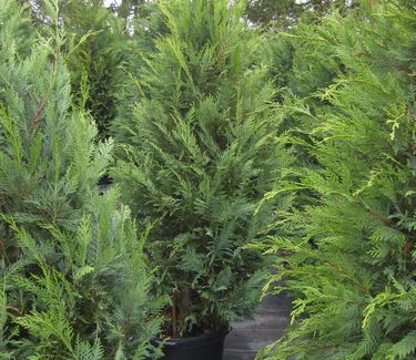 Cupressocyparis leylandii - Leyland Cypress