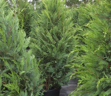 Cupressocyparis leylandii #10 - Leyland Cypress