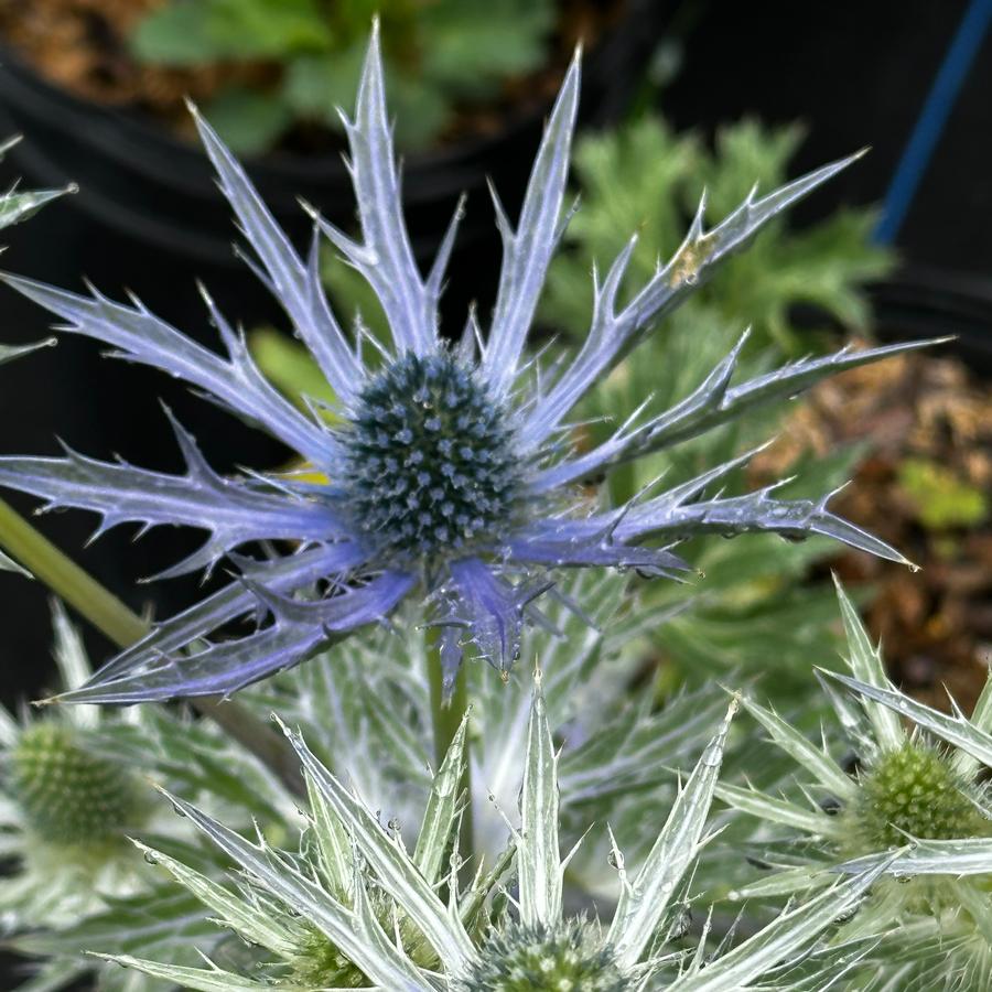 Eryngium x zabelii 'Big Blue' - Sea Holly from Pleasant Run Nursery