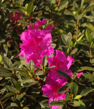 Rhododendron Encore Autumn Sangria