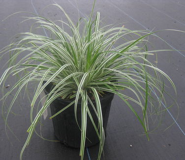 Carex oshimensis Everest - Weeping Sedge