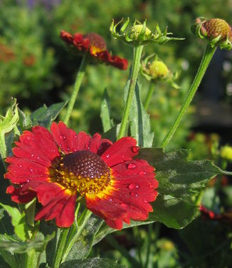 Helenium autumnale Salsa - Sneezeweed