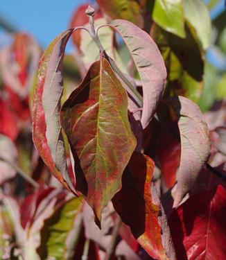 Cornus florida Kay's Appalachian Mist - Flowering Dogwood 
