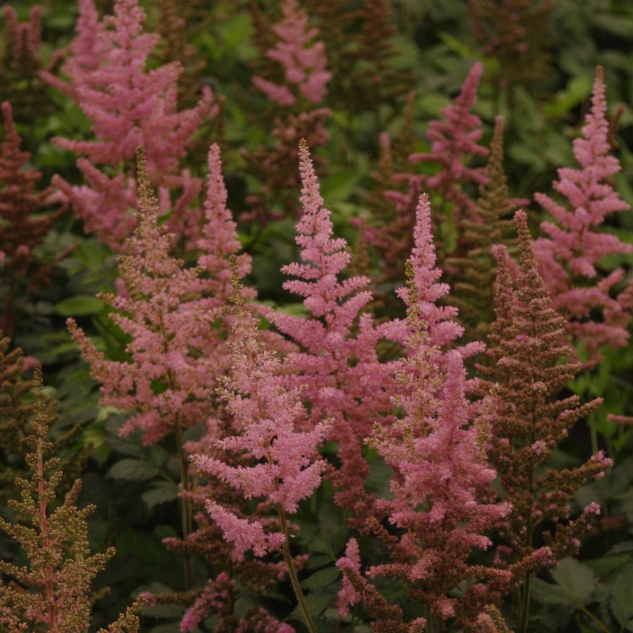 Astilbe chinensis 'Visions in Pink' - Chinese Astilbe from Pleasant Run Nursery