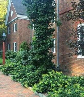 Ilex opaca Maryland Dwarf - American Holly