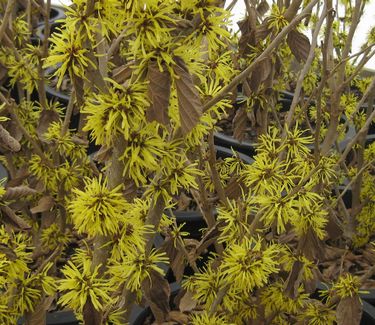 Hamamelis x intermedia Angelly - Witchhazel