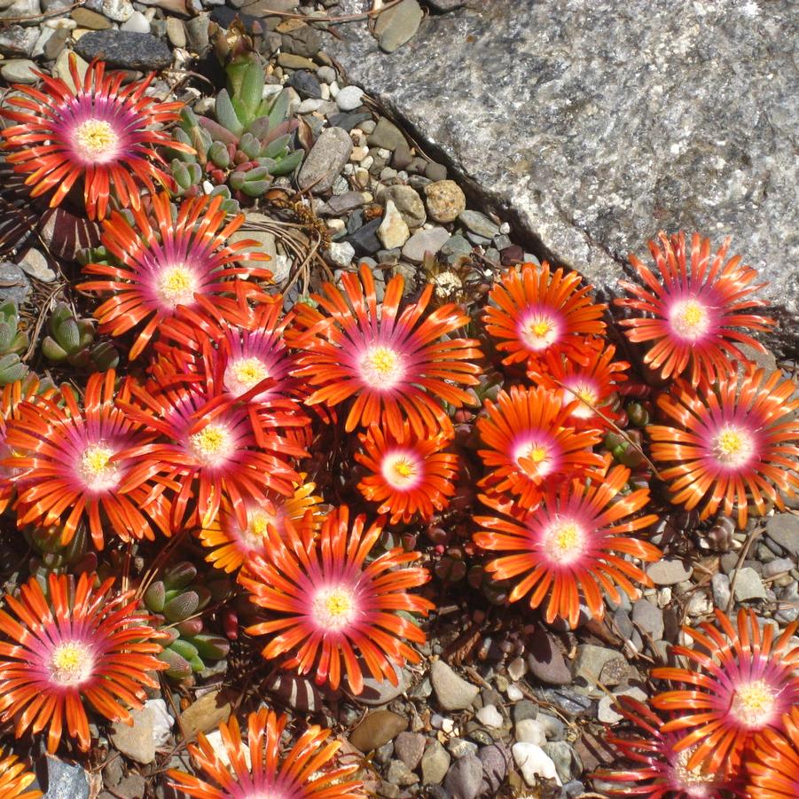 Delosperma dyeri Fire Spinner™ - Ice Plant from Pleasant Run Nursery