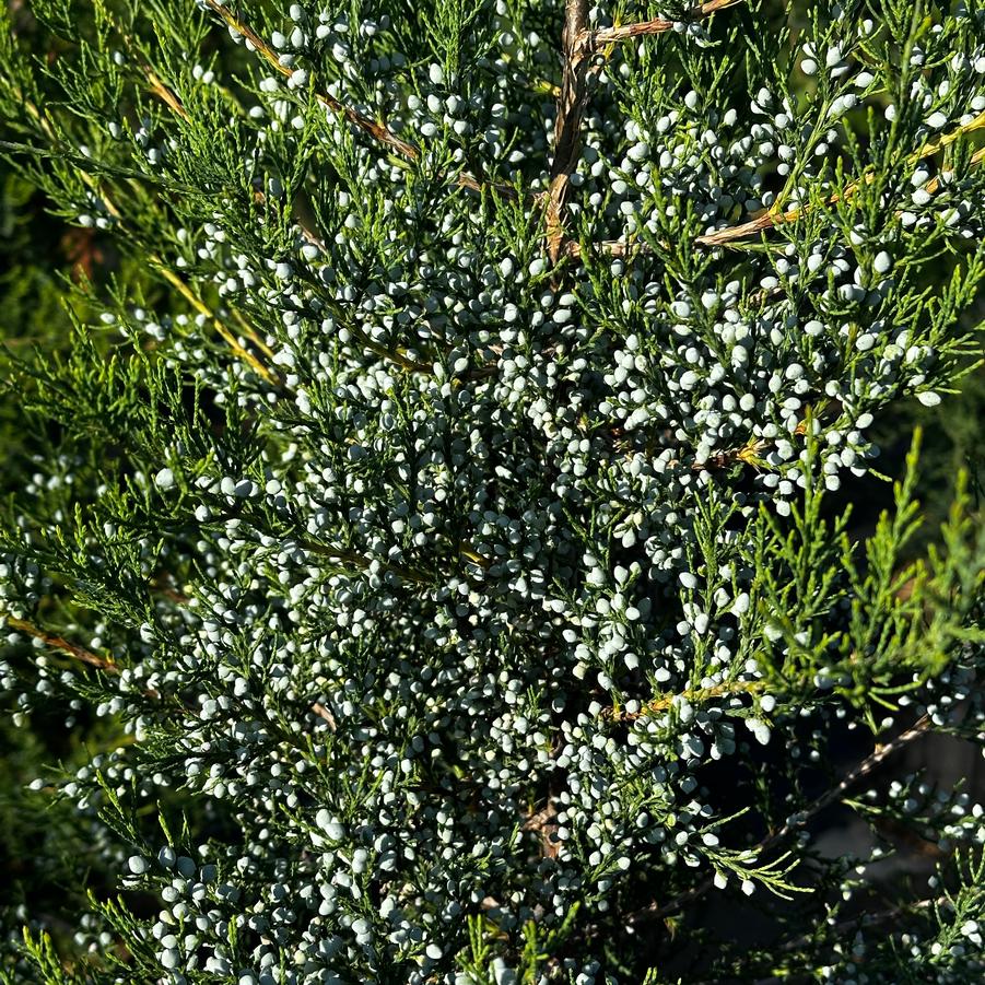 Juniperus virginiana - Eastern Redcedar from Pleasant Run Nursery