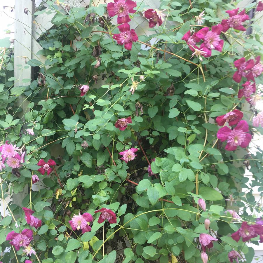 Clematis Avant-Garde™ - Clematis from Pleasant Run Nursery
