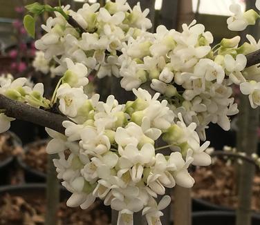Cercis canadensis Vanilla Twist