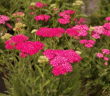 Achillea millefolium Saucy Seduction