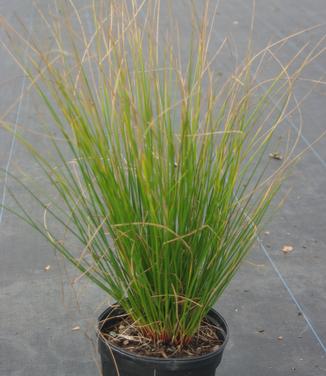 Juncus effusus