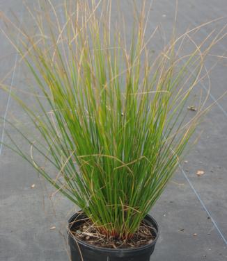 Juncus effusus (winter)