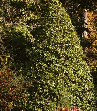 Ilex opaca Satyr Hill (Longwood)