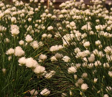 Allium schoenoprasum Snowcap